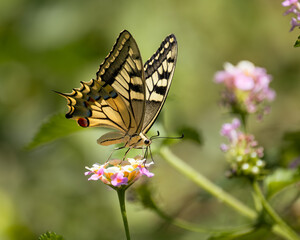 butterfly on a flower