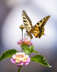 butterfly on flower