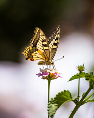 butterfly on flower