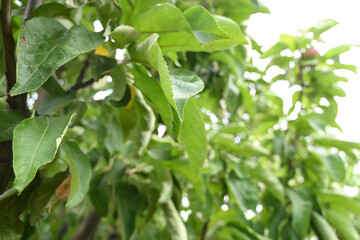 Fresh Apples in the Garden