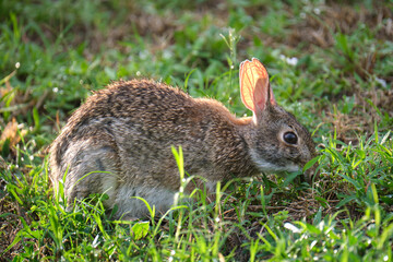 Grey small hare eating grass on summer field. Wild rabbit in nature