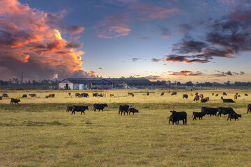 Herd of dairy cattle grazing in pasture field at farm barn. Milk cows on farm grassland in Florida