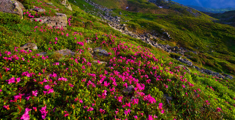 blossom pink rhododendrons flowers, amazing panoramic nature scenery