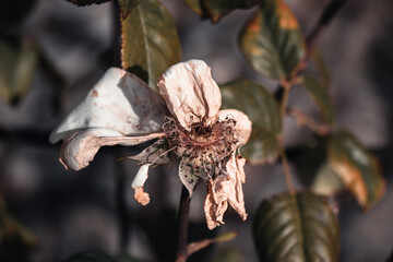 rose du parc de madrid