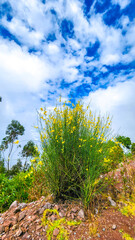 Obraz premium LANDSCAPE AMONG THE CLOUDS. VERY CLOUDY MOUNTAIN LANDSCAPE. SKY FULL OF CLOUDS. MOUNTAINS OF PERU. PERU TRAVEL.
