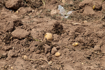 Climate change with natural disasters affecting agriculture on fertile land