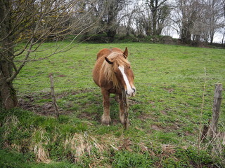 horse in the meadow