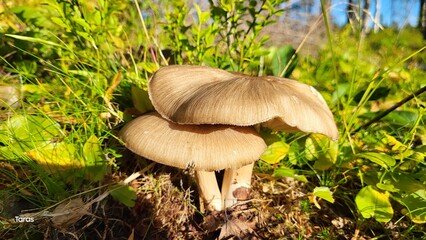 mushroom in the grass