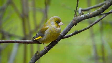 European Greenfinch Perched on A Branch