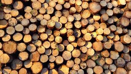 Deforestation, many felled trees piled up