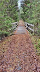 Fototapeta premium path in the woods