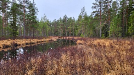 river in the autumn forest