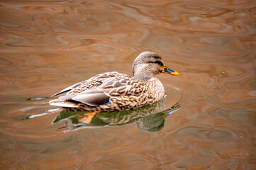 Weibliche Stockente schwimmt auf dem Wasser