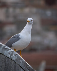 close up of seagull