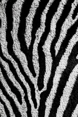 A detailed shot of a zebra's coat, featuring unique stripes and texture