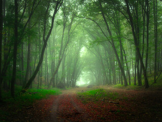 Obraz premium Creepy mysterious green foggy forest during autumn day with forest road and green foliage