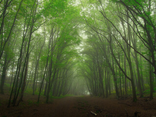 Obraz premium Creepy mysterious green foggy forest during autumn day with forest road and green foliage