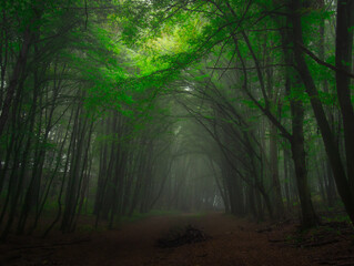 Obraz premium Creepy mysterious green foggy forest during autumn day with forest road and green foliage