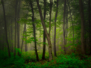 Mysterious green foggy forest during autumn day with trees