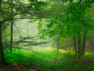 Obraz premium Mysterious green foggy forest during autumn day with trees