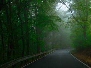 Fototapeta premium Creepy mysterious green foggy forest during autumn day with asphalt road and green foliage