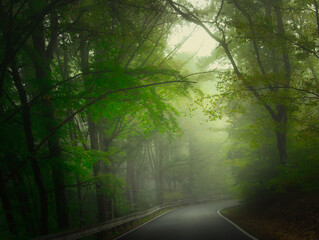 Obraz premium Creepy mysterious green foggy forest during autumn day with asphalt road and green foliage