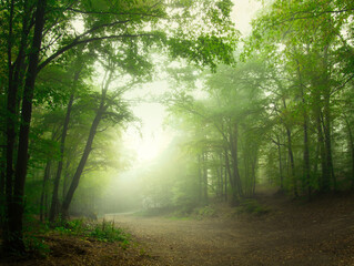 Creepy mysterious green foggy forest during autumn day with forest road and green foliage