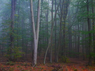 Obraz premium Mysterious green foggy forest during autumn day with trees