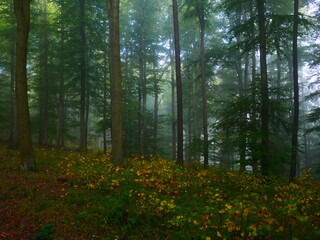 Mysterious green foggy forest during autumn day with trees