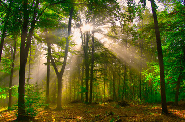 Obraz premium Mysterious green foggy forest during autumn day with natural sun rays