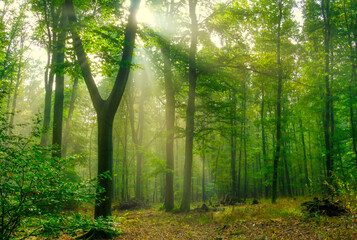 Obraz premium Mysterious green foggy forest during autumn day with natural sun rays