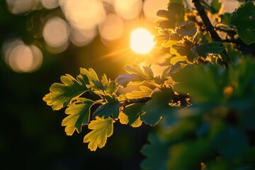 Obraz premium A sunny day with light passing through tree foliage, ideal for nature and outdoor themed projects