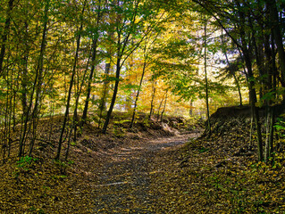 Colorful forest during autumn day with road and colorful foliage