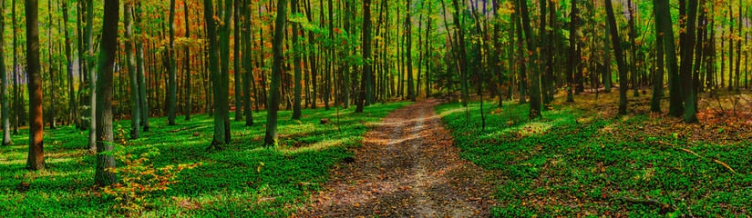 Obraz premium Colorful forest during autumn day with road and colorful foliage