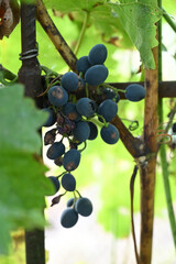 Ripe Grapes Ready for Harvest