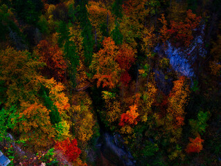 Colorful forest during autumn day in Macocha cave with colorful foliage