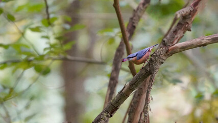 Eurasian Nuthatch Holding a Berry on Branch in Natural Habitat