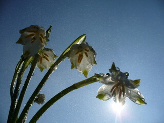 White flowers Spring snowflakes, Snowbell, Leucojum vernum, drops of water, blue sky and sun rays -...