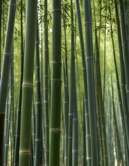 Fototapeta premium verdant bamboo forest