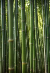 bamboo forest in autumn