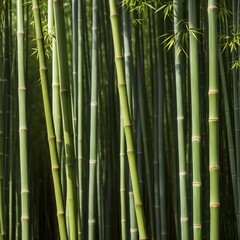 Fototapeta premium bamboo forest in green foliage