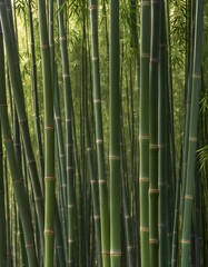 Obraz premium bamboo forest in green foliage