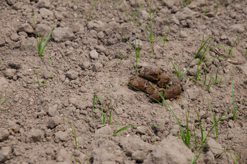 Climate change with natural disasters affecting agriculture on fertile land