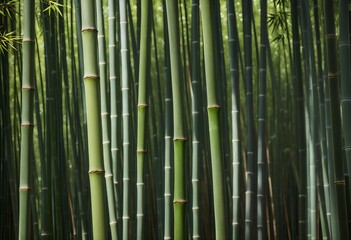 bamboo forest in green foliage