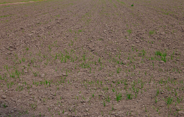 Climate change with natural disasters affecting agriculture on fertile land