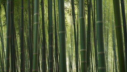Fototapeta premium bamboo forest in springtime