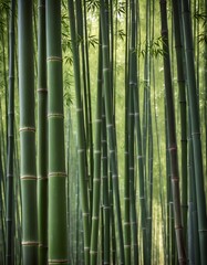 bamboo forest in springtime