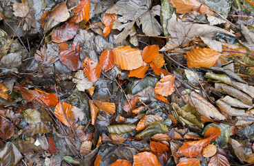 Frame filled image of wet Autumn leaves