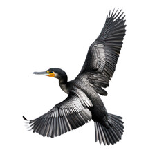 Fototapeta premium Cormorant in Flight with Outstretched Wings