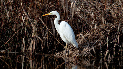 great blue heron